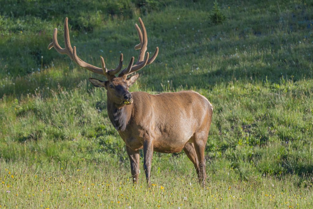 Elk Meat for Sale in Ontario - Elk Ridge Farm