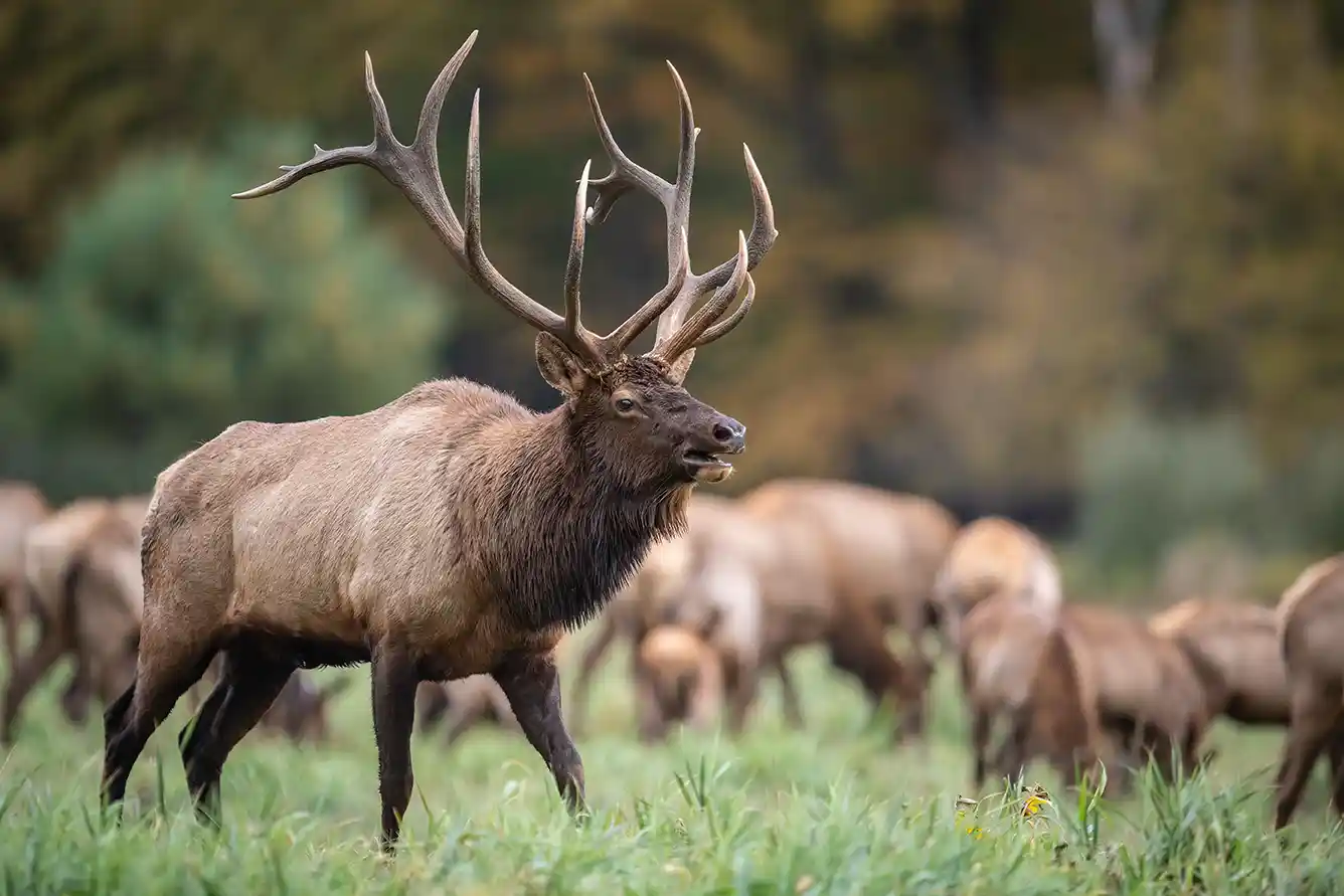 Bull Elk with the herd at Elk Ridge Farm in Ramara, Ontario, Canada